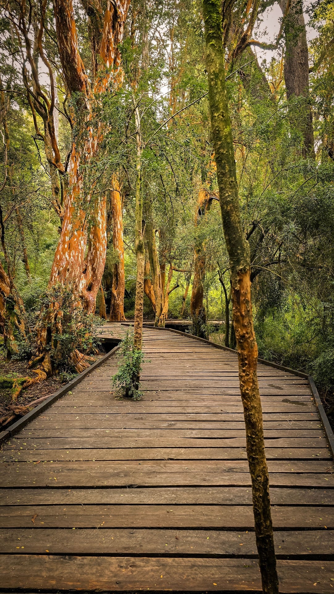 Isla Victoria y Bosque de Arrayanes — foto 1