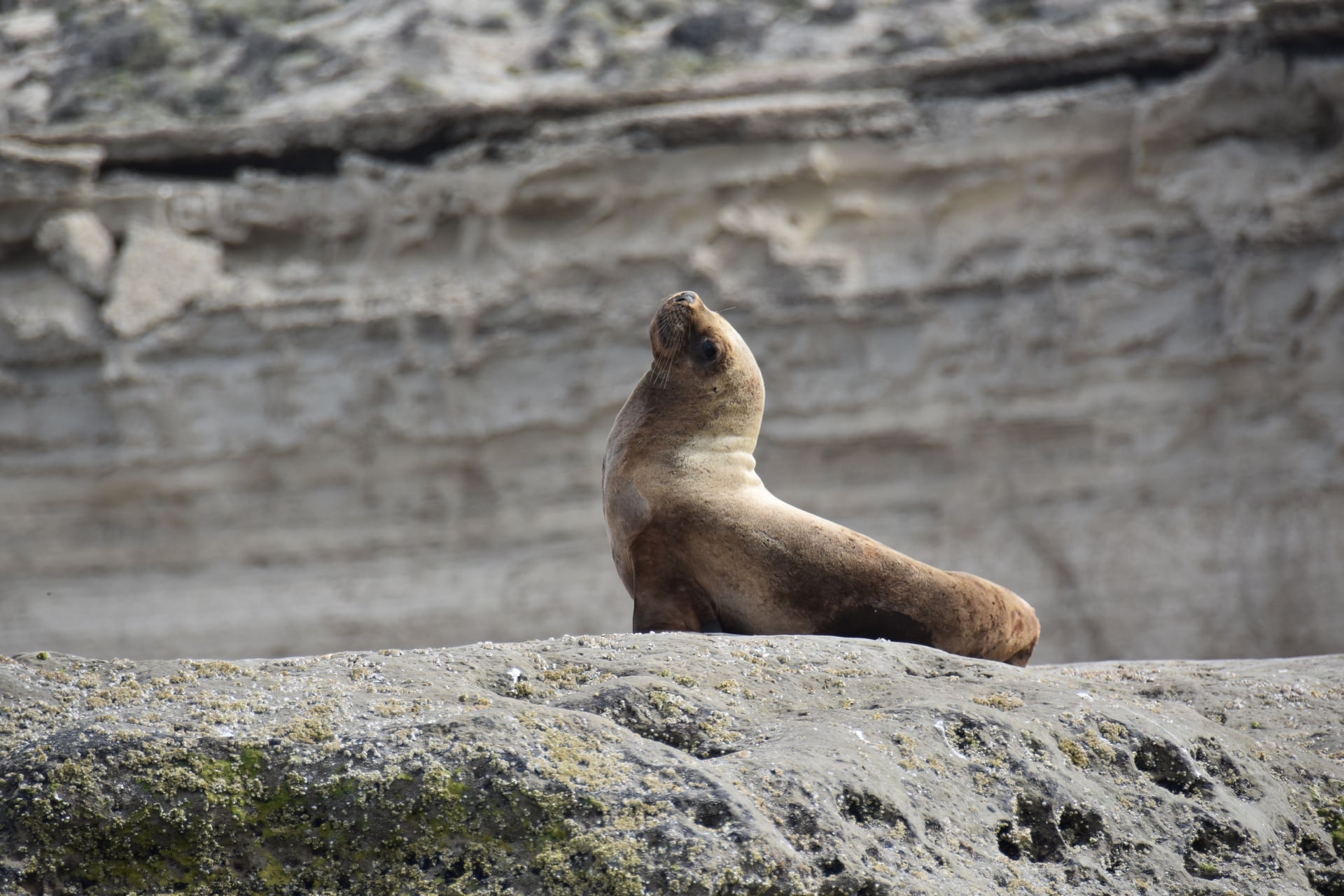 Viajes a Puerto Madryn — Patagonia Argentina